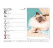 Kalendár stolový 2023 Kočičky/Mačičky