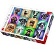 Puzzle Smiešne psie portréty 1000 dielikov